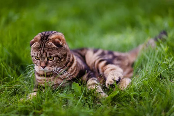귀여운 lop-귀 새끼 고양이 에 그만큼 잔디 클로즈업 — 스톡 사진