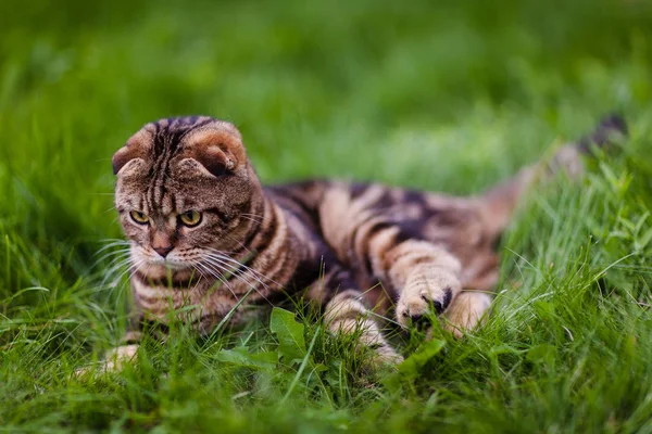 Cute lop-eared kitten in the grass close-up — Stock Photo, Image