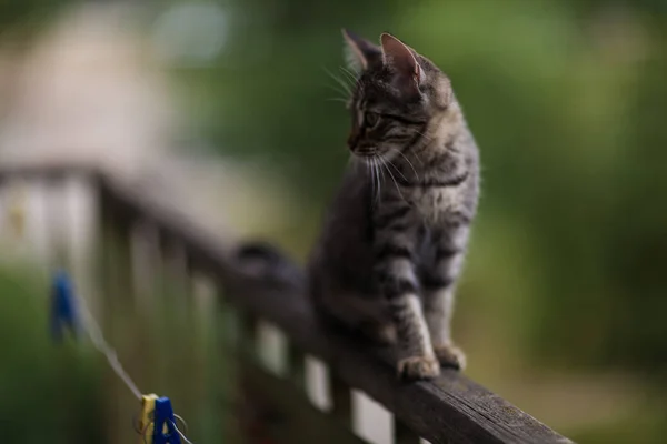 Aranyos kis cica. Egy cica az erkélyen korlát. Közeli — Stock Fotó