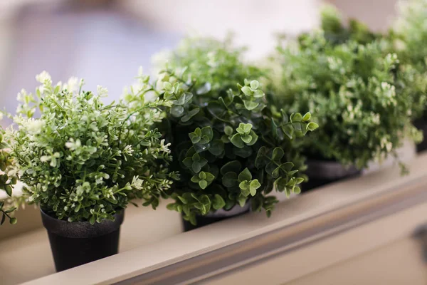 Petits pots avec des fleurs maison. Gros plan — Photo