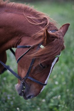 Atın kafası. Kahverengi genç at. Close
