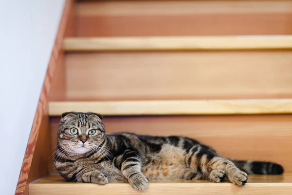 Cute lop-eared kitten lies on the steps  close-up — Stock Photo, Image