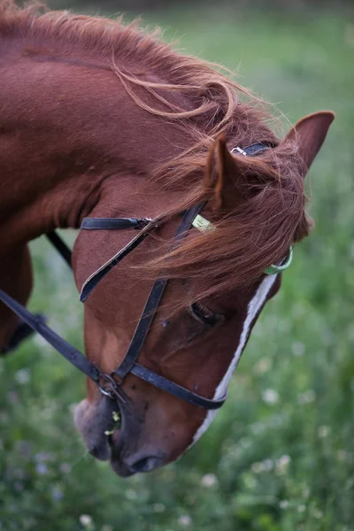 Horse\'s head. Brown young horse. Close-up