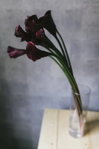 A bouquet of burgundy callas close up — Stock Photo, Image