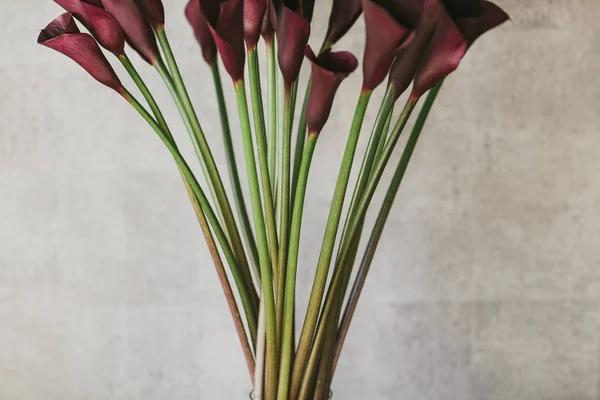 A bouquet of burgundy callas close up — Stock Photo, Image