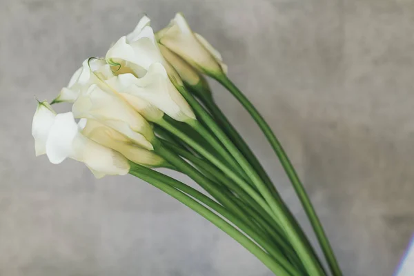 A bouquet of white callas close up