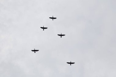 Sembol uçan bir kuş sürüsü 