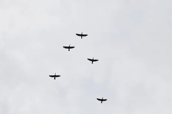 A flock of birds flying symbol