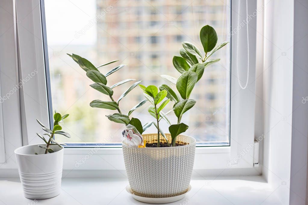 Potted plant on the windowsill