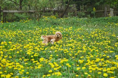 Cocker Spaniel çiçek ile alanda yürüyor