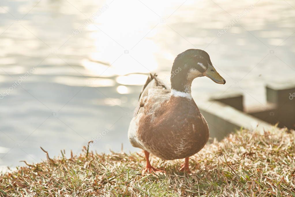 Duck on the lake. Kandy. Sri-Lanka