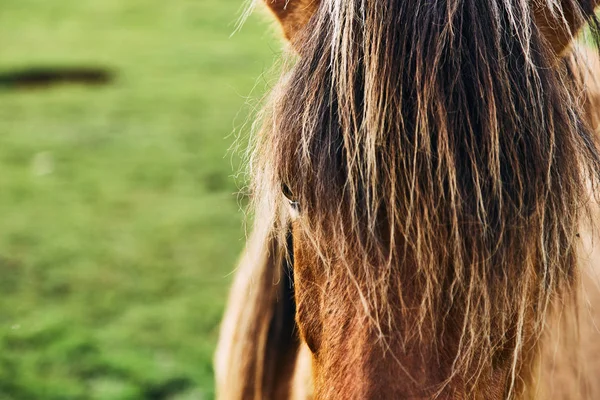 Caballos islandeses. El caballo islandés es una raza de caballos desarrollada en Islandia. —  Fotos de Stock