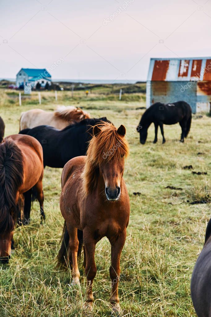 Caballos islandeses. El caballo islandés es una raza de caballos