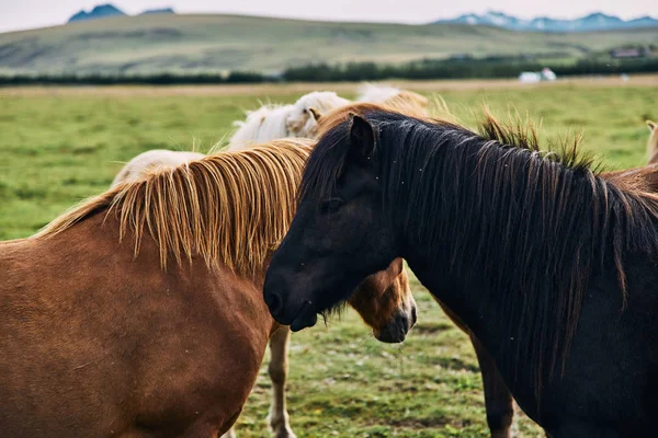 Islandske heste. Den islandske hest er en hesterace udviklet i Island - Stock-foto