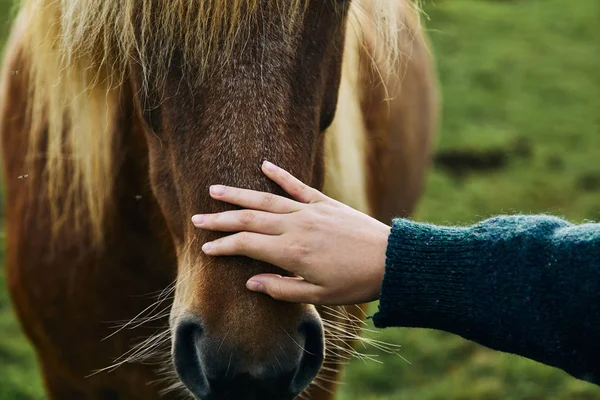 Исландские лошади. Исландская лошадь - порода лошадей, развитая в Исландии — стоковое фото