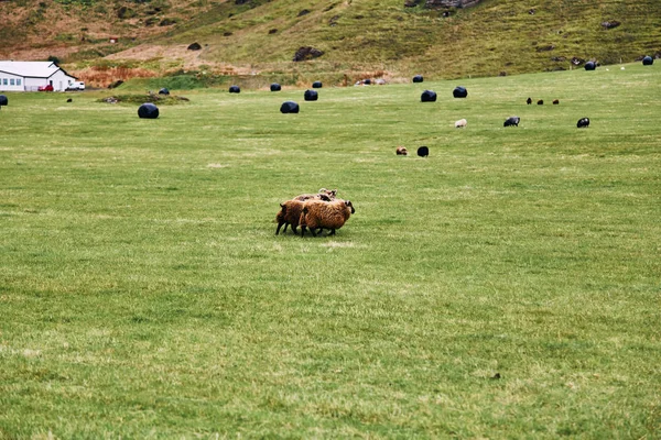 Pâturage de moutons islandais sur un pâturage vert en Islande — Photo