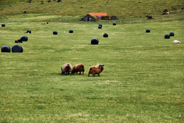 Pâturage de moutons islandais sur un pâturage vert en Islande — Photo