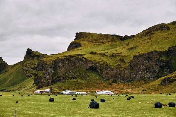 Ovinos islandeses pastando em um pasto verde na Islândia — Fotografia de Stock