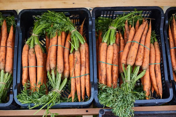 Fresh homegrown carrots, plant based food, local food, close up