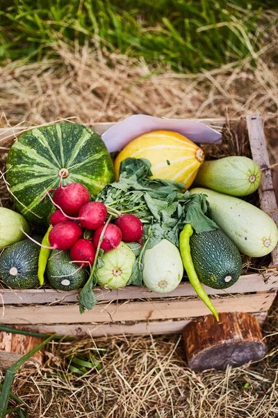Primer plano de las verduras frescas de granja. Rábano, calabacín, pimienta —  Fotos de Stock