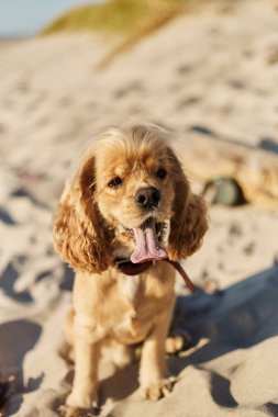 mutlu bir ifade ile altın amerikan cocker spaniel sahilde oturur