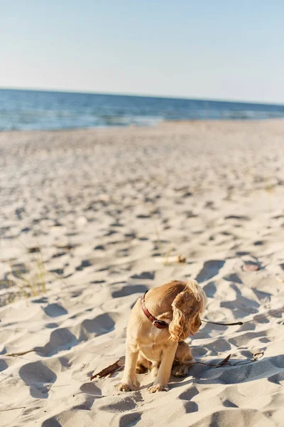 Золотий американський кокер спанієль з щасливим виразом сидить на пляжі — стокове фото