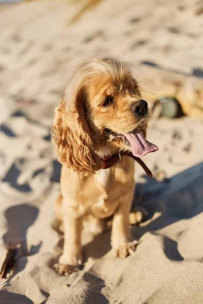 Golden American cocker spaniel com uma expressão feliz senta-se na praia — Fotografia de Stock