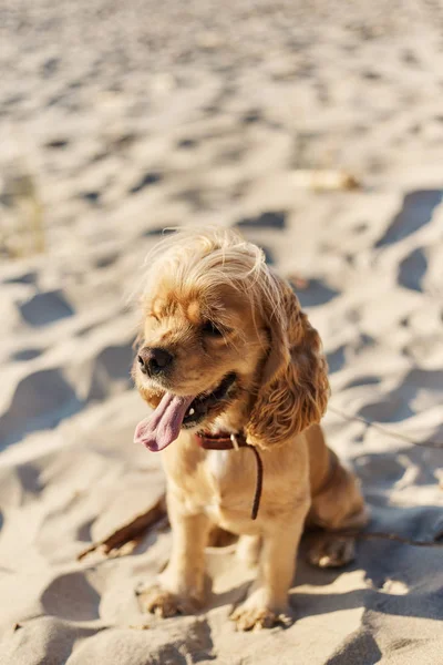 Goldener amerikanischer Cockerspaniel mit glücklichem Gesichtsausdruck sitzt am Strand — Stockfoto