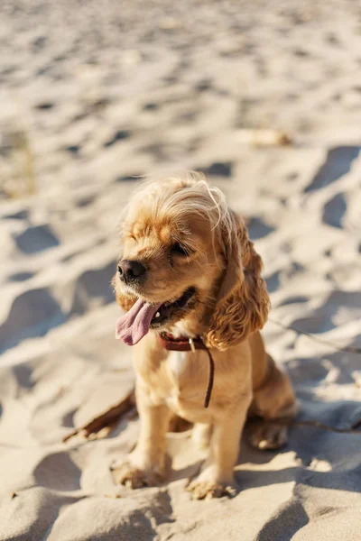 Golden American cocker spaniel com uma expressão feliz senta-se na praia — Fotografia de Stock