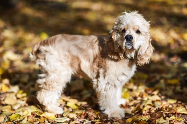 Amerikan Cocker Spaniel köpek yavrusu parkta sonbaharda yürüyor