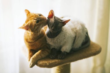 Kırmızı kedi kel kedi yüzünü yalar. Kediler bir tırmalama sonrası bir dinlenme var