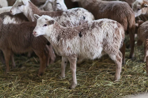 Petits agneaux bruns mignons dans une stalle . — Photo