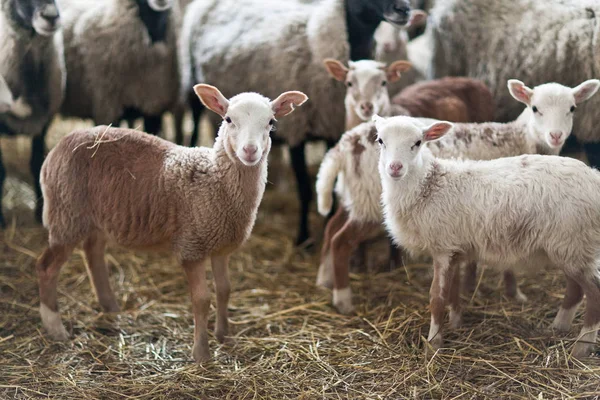 Petits agneaux bruns mignons dans une stalle . — Photo