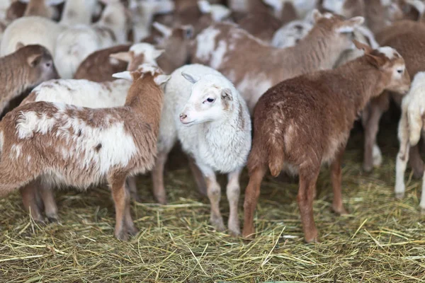 Petits agneaux bruns mignons dans une stalle . — Photo