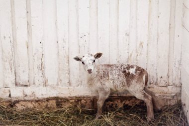 Ahırda küçük sevimli kahverengi kuzu.