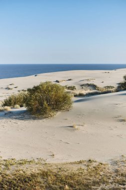 Dune Efa. Curonian Tükürüğü. Kalininingrad bölgesi