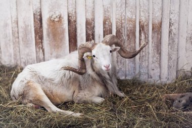 Bir koyun bir sığır kalemyatıyor