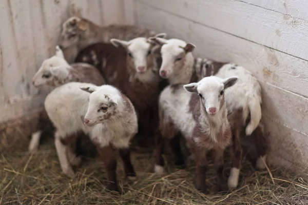 Bir ahırda küçük sevimli kahverengi kuzular.