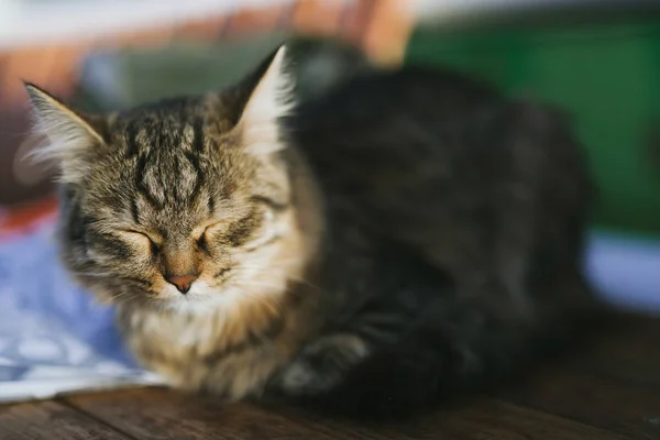 Cute gray cat basking in the sun — Stock Photo, Image