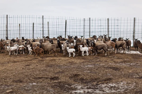Un troupeau de moutons marche dans un corral pour le bétail — Photo