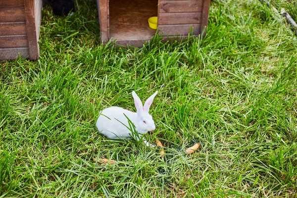 Weißes Kaninchen frisst Möhre im Garten — Stockfoto