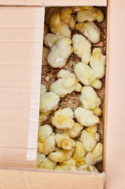 Bir kutuda küçük tavuklar. Çiftçi pazarı