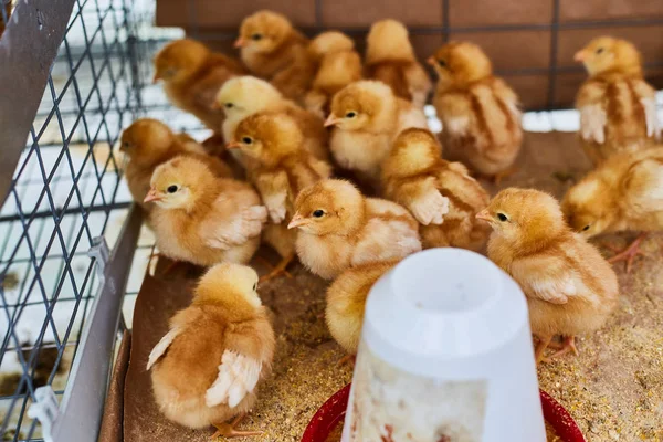 Des petits poulets dans une cage. Marché des agriculteurs — Photo