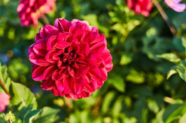 Parlak pembe çiçek yakın çekim. Bahçede Krizantem