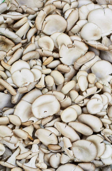 Funghi di ostrica primo piano. Un sacco di funghi freschi — Foto Stock