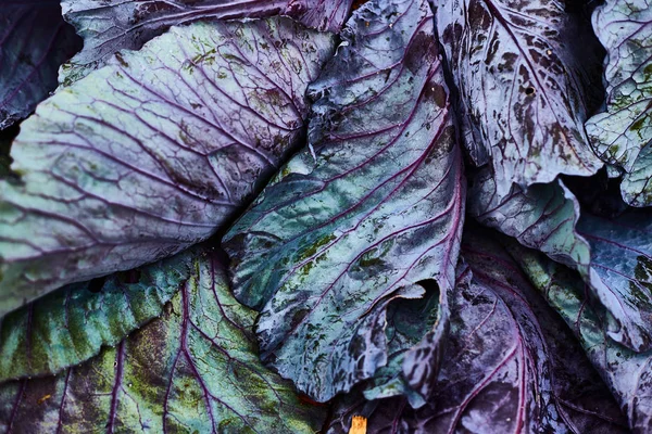 Las verduras frescas de granja se cierran. Cosecha de otoño. Exposición agrícola —  Fotos de Stock