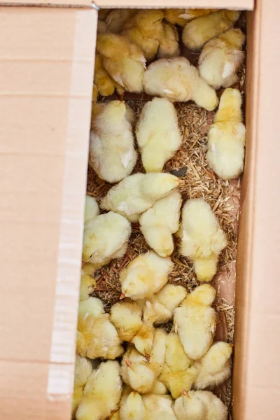 Petits poulets mignons dans une boîte de près. Exposition agricole — Photo