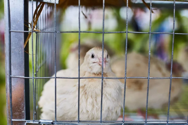 Poulet dans une cage. Exposition agricole — Photo