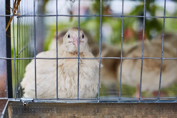 Poulet dans une cage. Exposition agricole — Photo