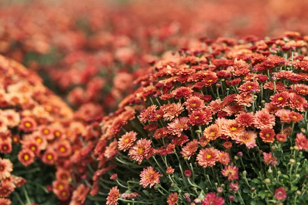 Close-up: Round Bush chrysanthemums red with young buds and green leaves.